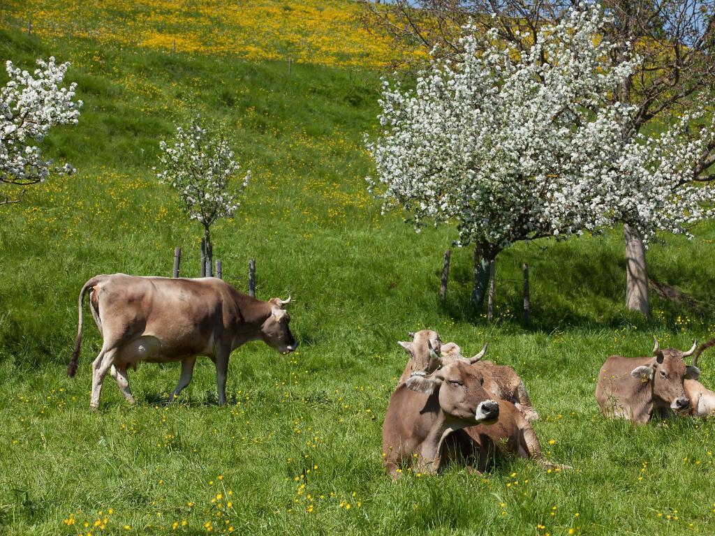 Gasthof Roessle Rieden Exteriör bild
